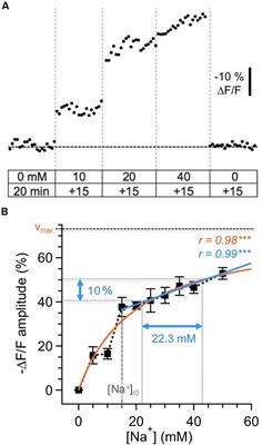 Two-Photon Na+ Imaging Reports Somatically Evoked Action Potentials in Rat Olfactory Bulb Mitral and Granule Cell Neurites